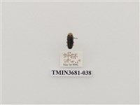 藏品(鞘翅目(1))的圖片